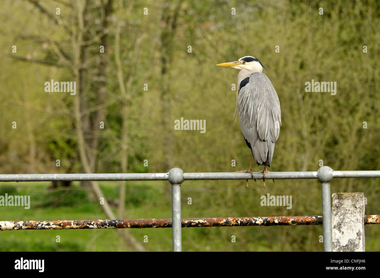 Héron cendré perché sur une balustrade métallique sur la rivière Colne Rickmansworth Aquadrome Herts UK Banque D'Images