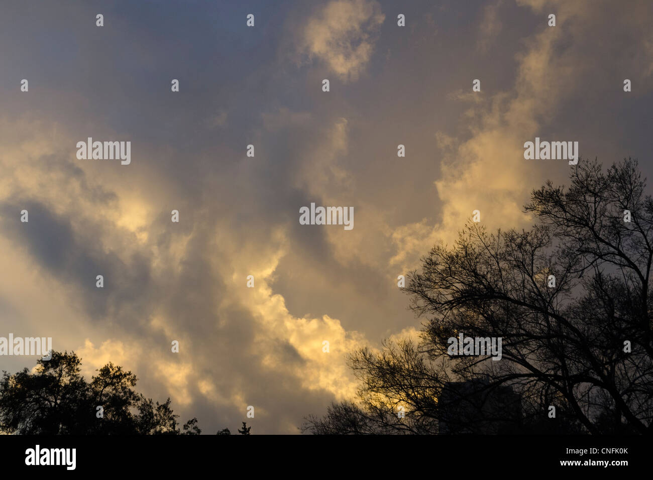 Ciel nuageux et sombre avec la lumière au coucher du soleil et d'arbres. Jérusalem Israël. Banque D'Images