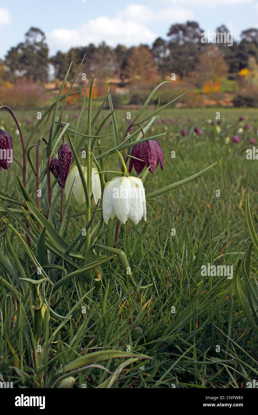 FRITILLARIA MELEAGRIS. Tête de serpents FRITILLARY. Fleur de la Guinée. Chequer Lily. Banque D'Images