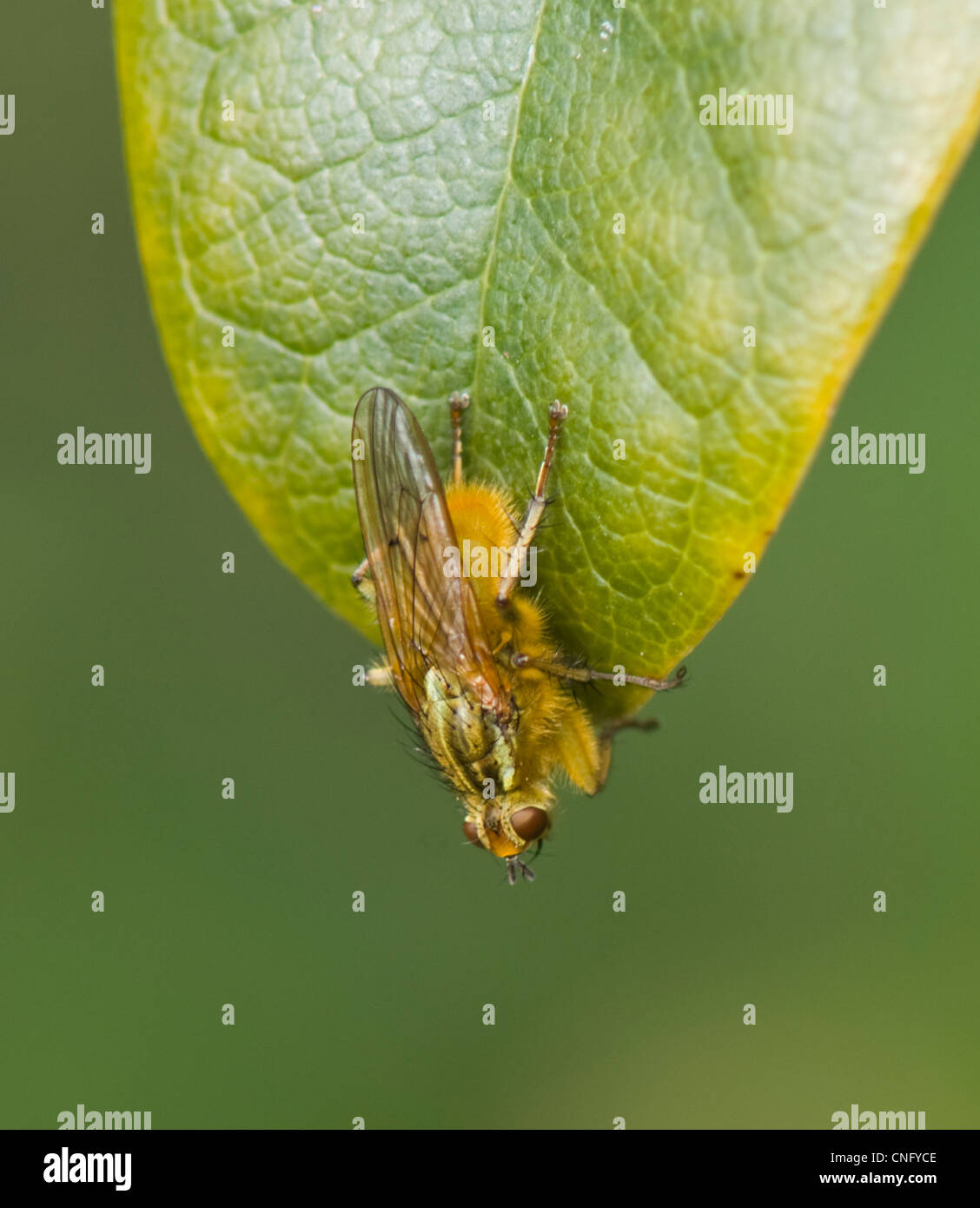La Bouse jaune-fly (Scathophaga stercoraria), France Banque D'Images