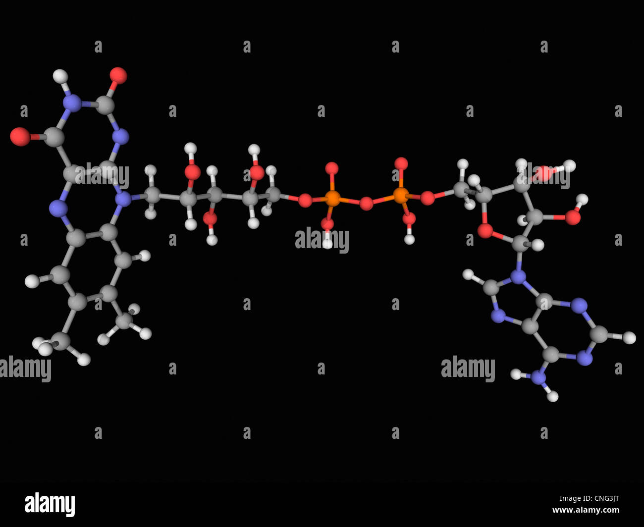 Flavine adénine dinucléotide (FAD) Banque D'Images