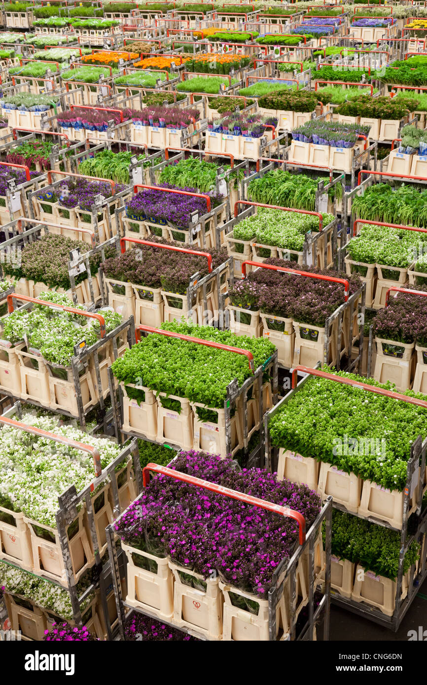 Holland, Aalsmeer, aux fleurs d'Aalsmeer, le Dutch Bloemenveiling