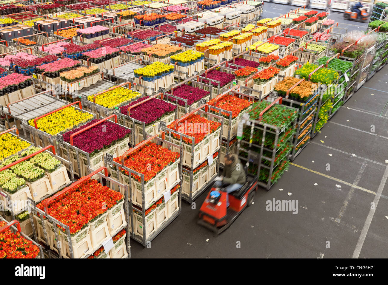 Holland, Aalsmeer, aux fleurs d'Aalsmeer, le Dutch Bloemenveiling
