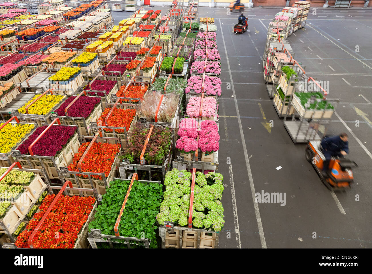 Holland, Aalsmeer, aux fleurs d'Aalsmeer, le Dutch Bloemenveiling