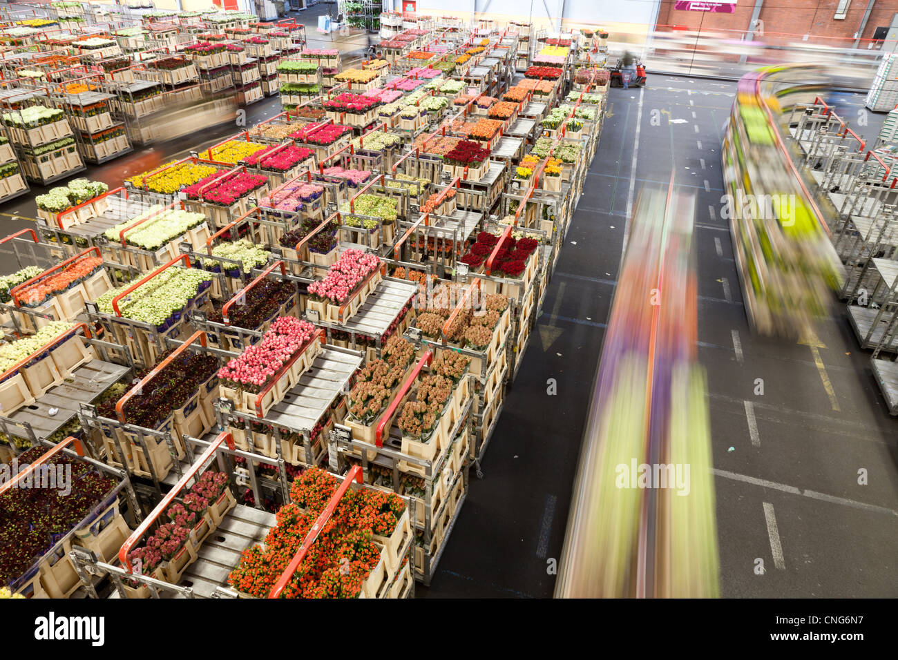 Aalsmeer Flower Market Banque d'image et photos Alamy