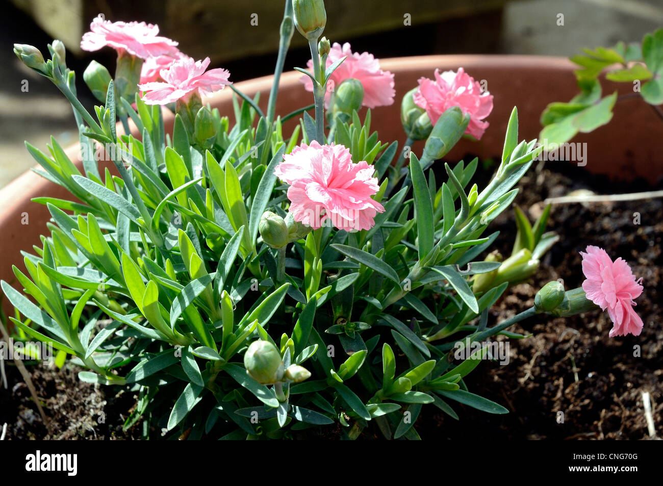 Dianthus (Stardust) avec oeillet alpin nain abricot fleurs parfumées rose glorieux qui fleurissent d'avril à octobre Banque D'Images