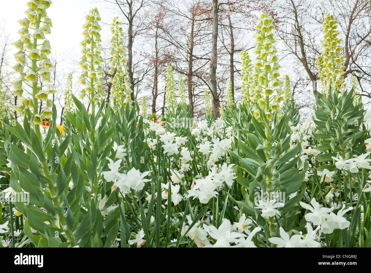 Fritillaria persica 'Ivory Bells', 'Charlotte' Ipheion évêque, Scilla siberica, Narcissus 'Thalia'&'Katie Heath', Anemone blanda Banque D'Images