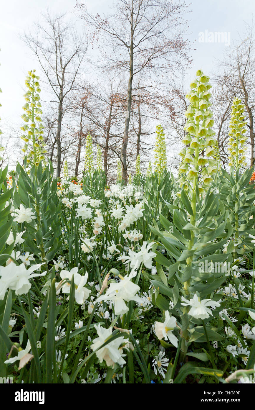 Fritillaria persica 'Ivory Bells', 'Charlotte' Ipheion évêque, Scilla siberica, Narcissus 'Thalia'&'Katie Heath', Anemone blanda Banque D'Images