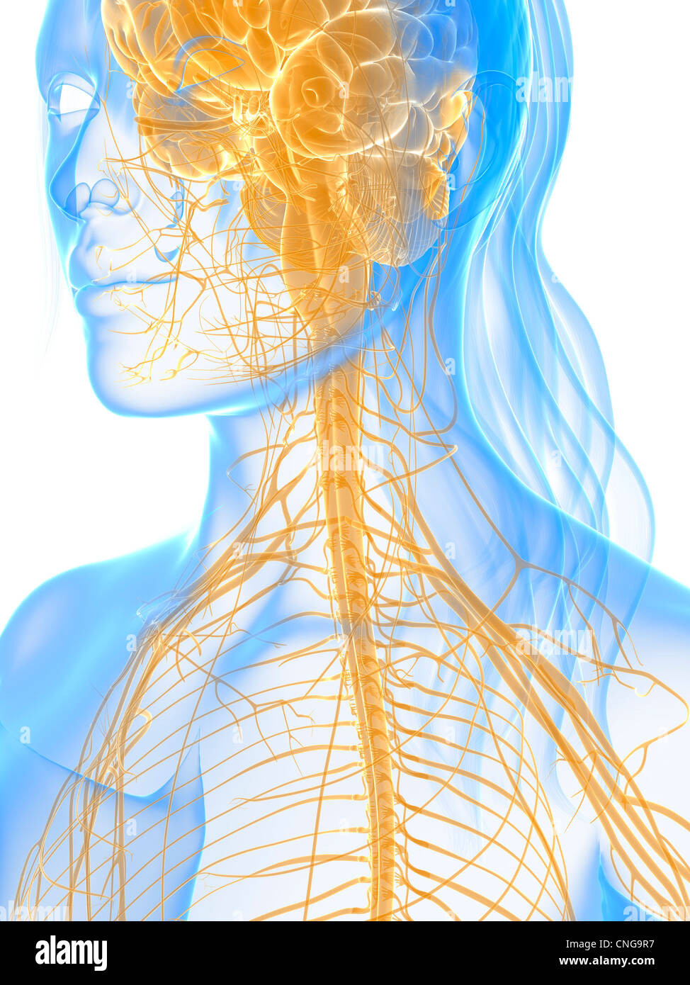 Dessin du cerveau et de la moelle épinière du système nerveux Banque de ...