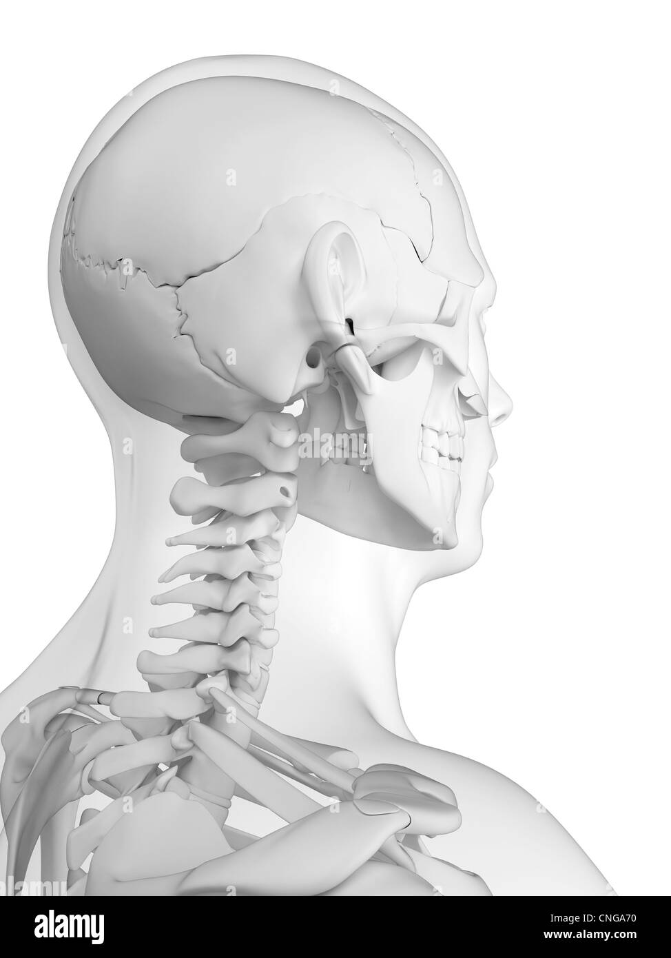 Illustrations de l'anatomie de la tête Banque D'Images