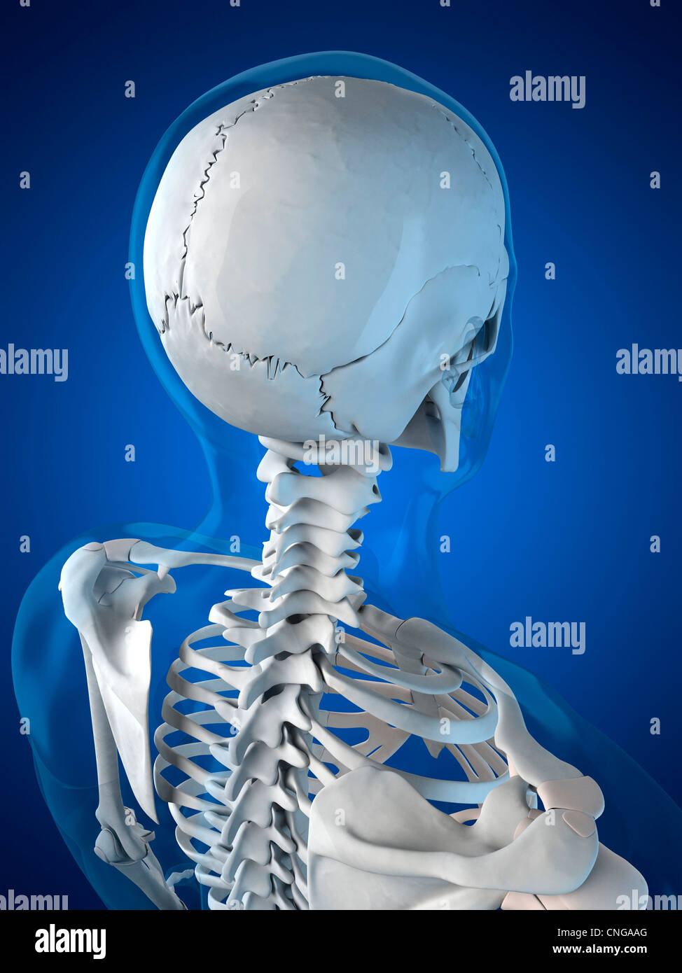 Illustrations de l'anatomie de la tête Banque D'Images