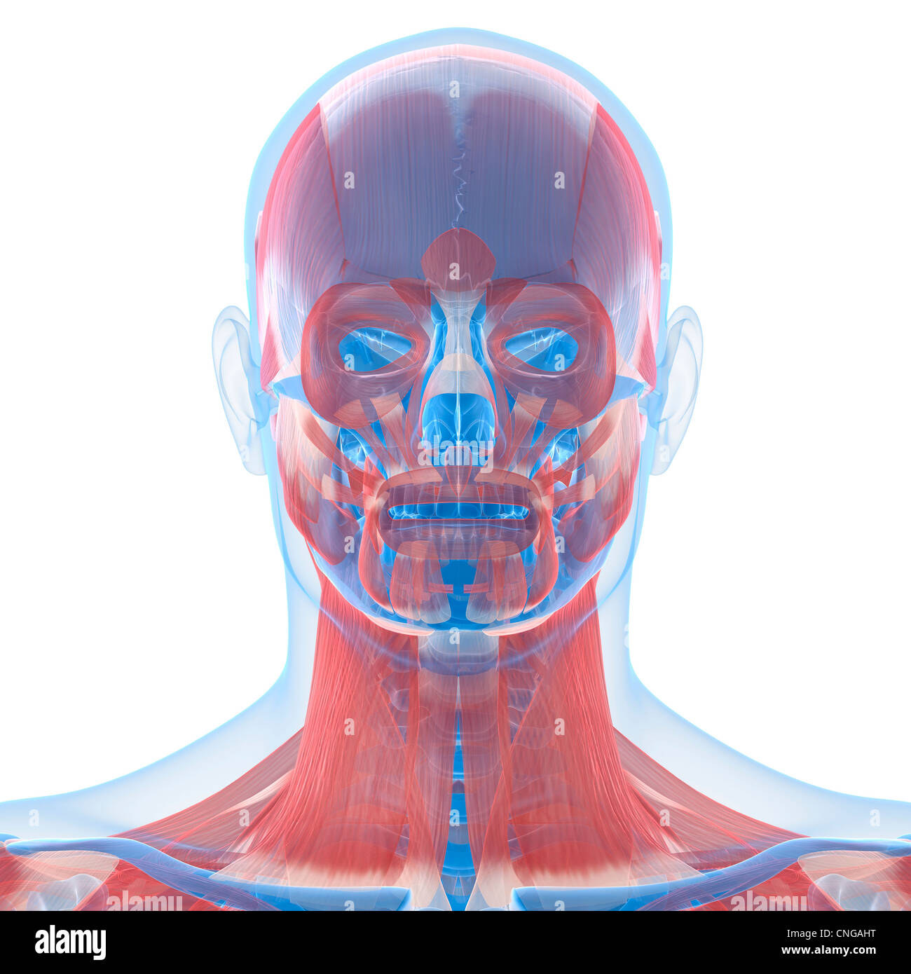 Anatomie T te Sciences Du Cou Banque D image Et Photos Alamy Anatomie T te Sciences Du Cou Banque D image Et Photos Alamy