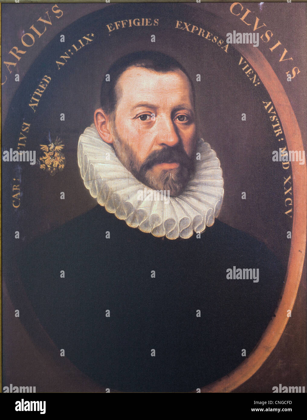Portrait de Carolus Clusius (reproduction à musée de la tulipe noire). Banque D'Images