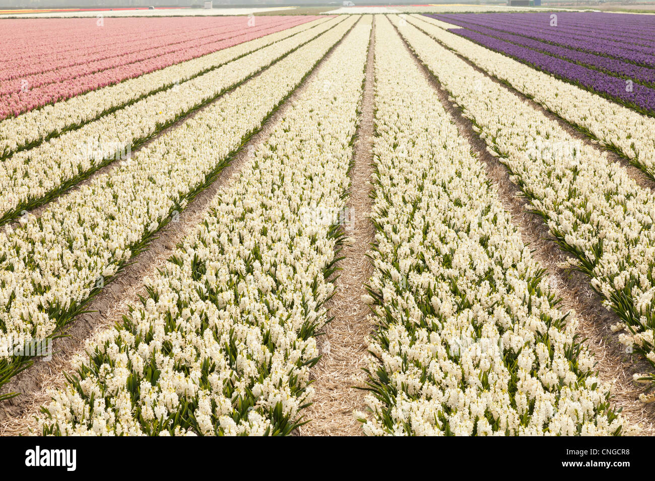 Holland, "une ampoule et région' en avril, lisse, ici, les champs de jacinthes. Banque D'Images