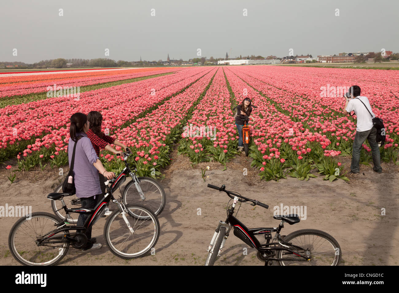 Holland, "une ampoule et région' en avril, lisse, champs de tulipes, de la ville de lisse à l'écart et les touristes en provenance de Hong-Kong. Banque D'Images Holland, "une ampoule et région' en avril, lisse, champs de tulipes, de la ville de lisse à l'écart et les touristes en provenance de Hong-Kong. Banque D'Images