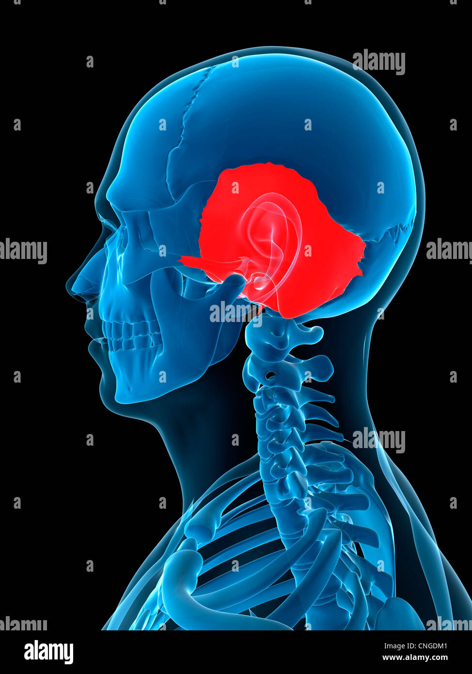 Os temporal, artwork Banque D'Images
