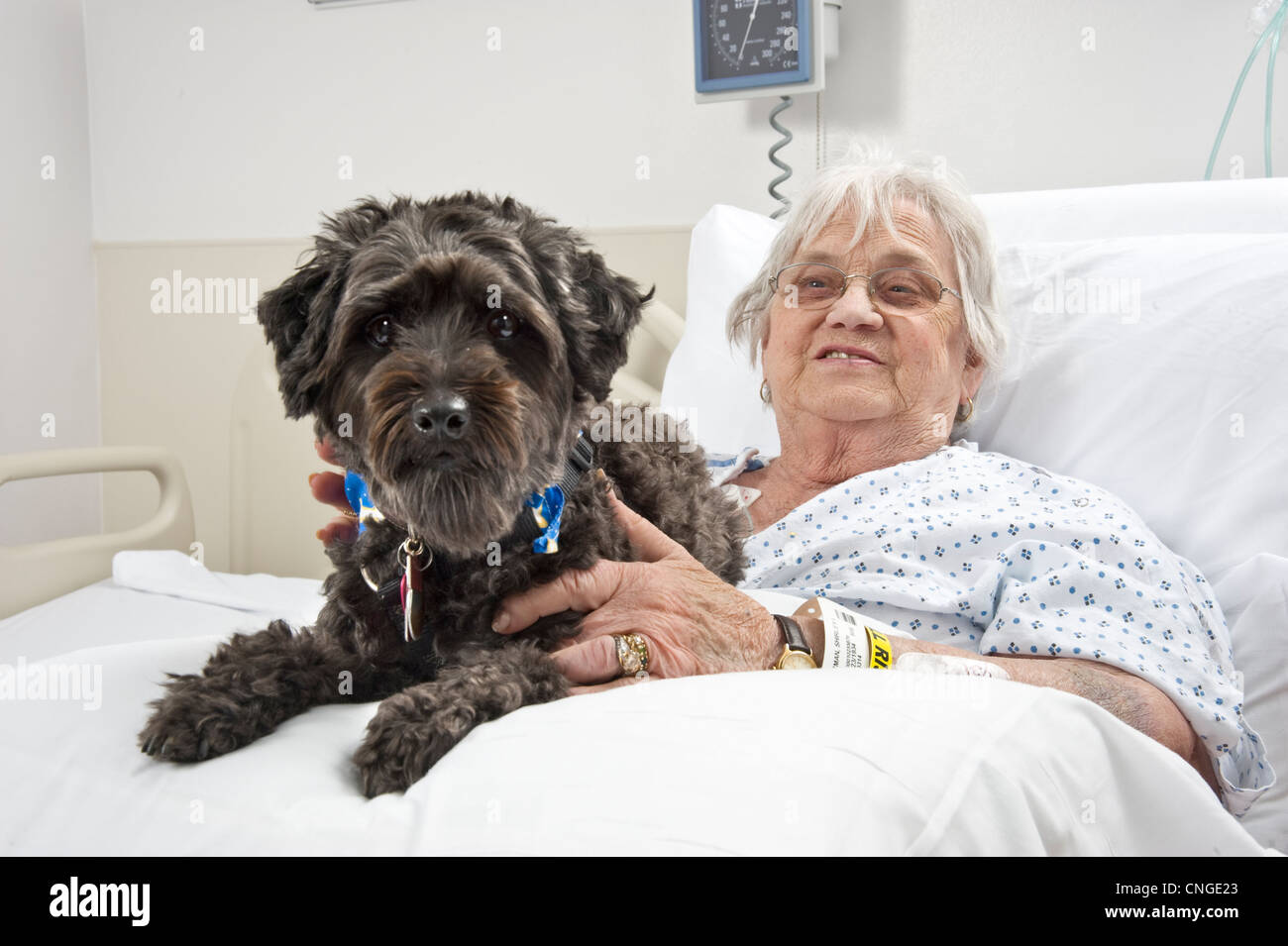 Visite de chien vieille femme malade à l'hôpital dans le cadre d'un programme de zoothérapie, Philadelphie, USA Banque D'Images