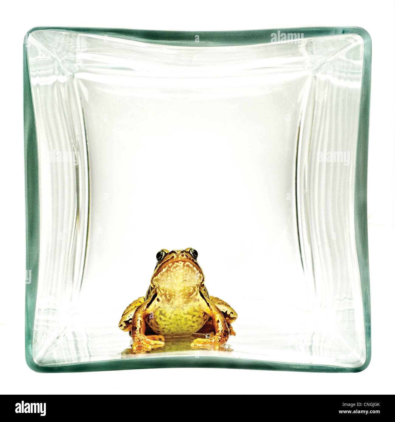 Grenouille dans une boîte de verre, live frog tourné en un bloc de verre à la droit dans la caméra Banque D'Images