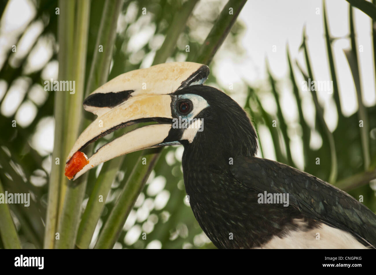 Pied oriental calao (anthracoceros albirostris), Bornéo, Malaisie Banque D'Images