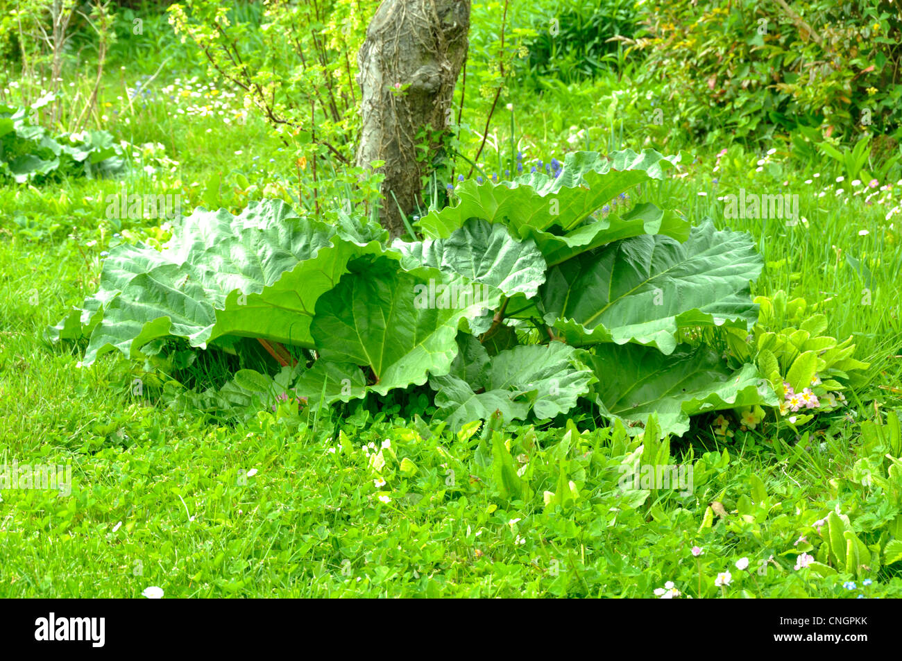 La rhubarbe (Rheum rhaponticum) dans le potager (avril). Banque D'Images