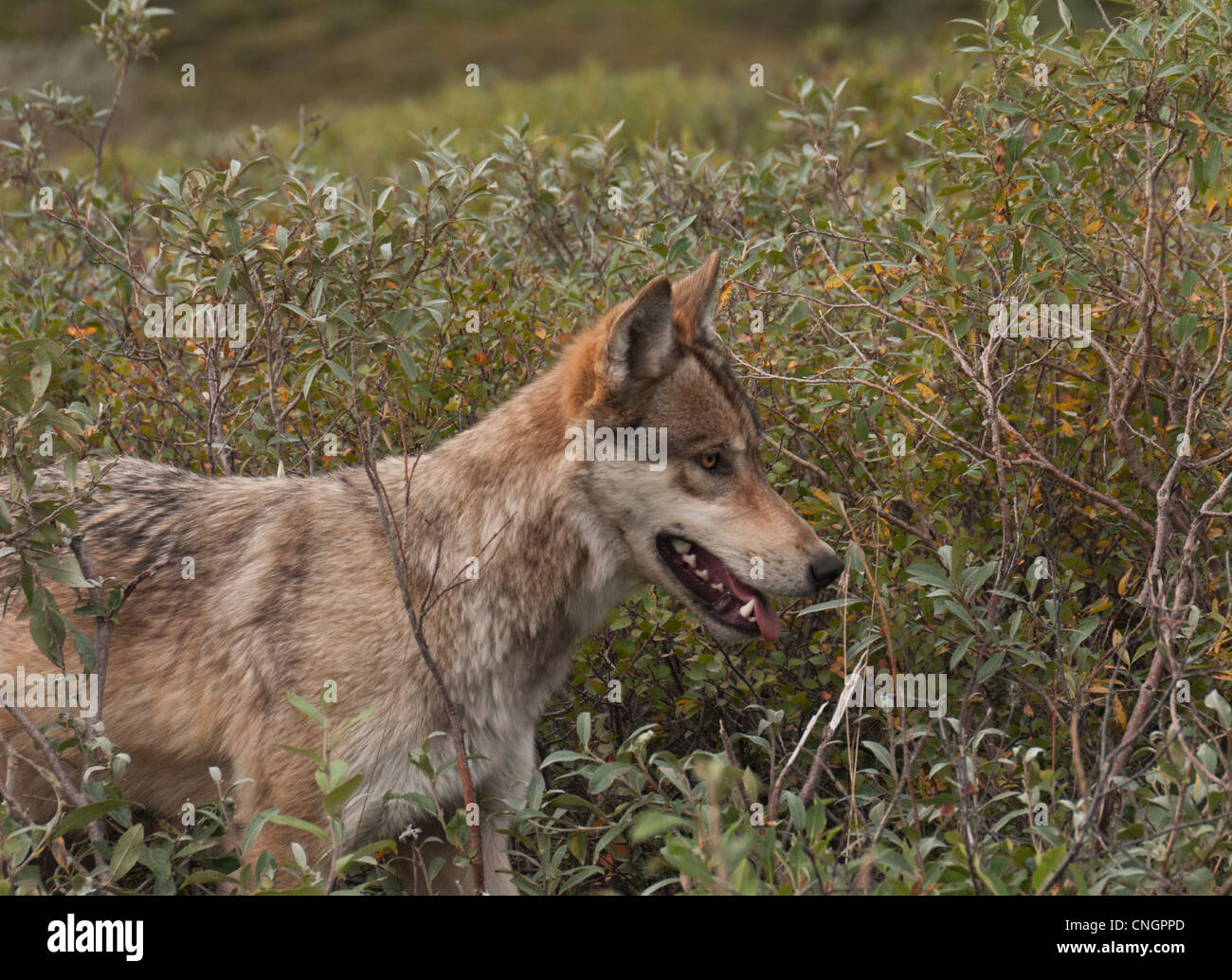 Le loup (Canis lupus) Chasse à travers les saules nains dans le parc national Denali, Alaska Banque D'Images