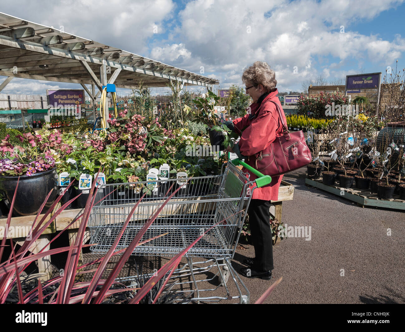 Femme plus âgée dans garden centre/centre examinent les plantes. Banque D'Images