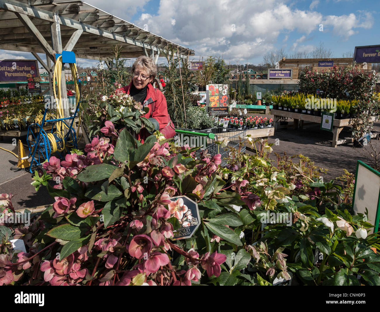 Femme plus âgée dans garden centre/centre examinent les plantes. Banque D'Images