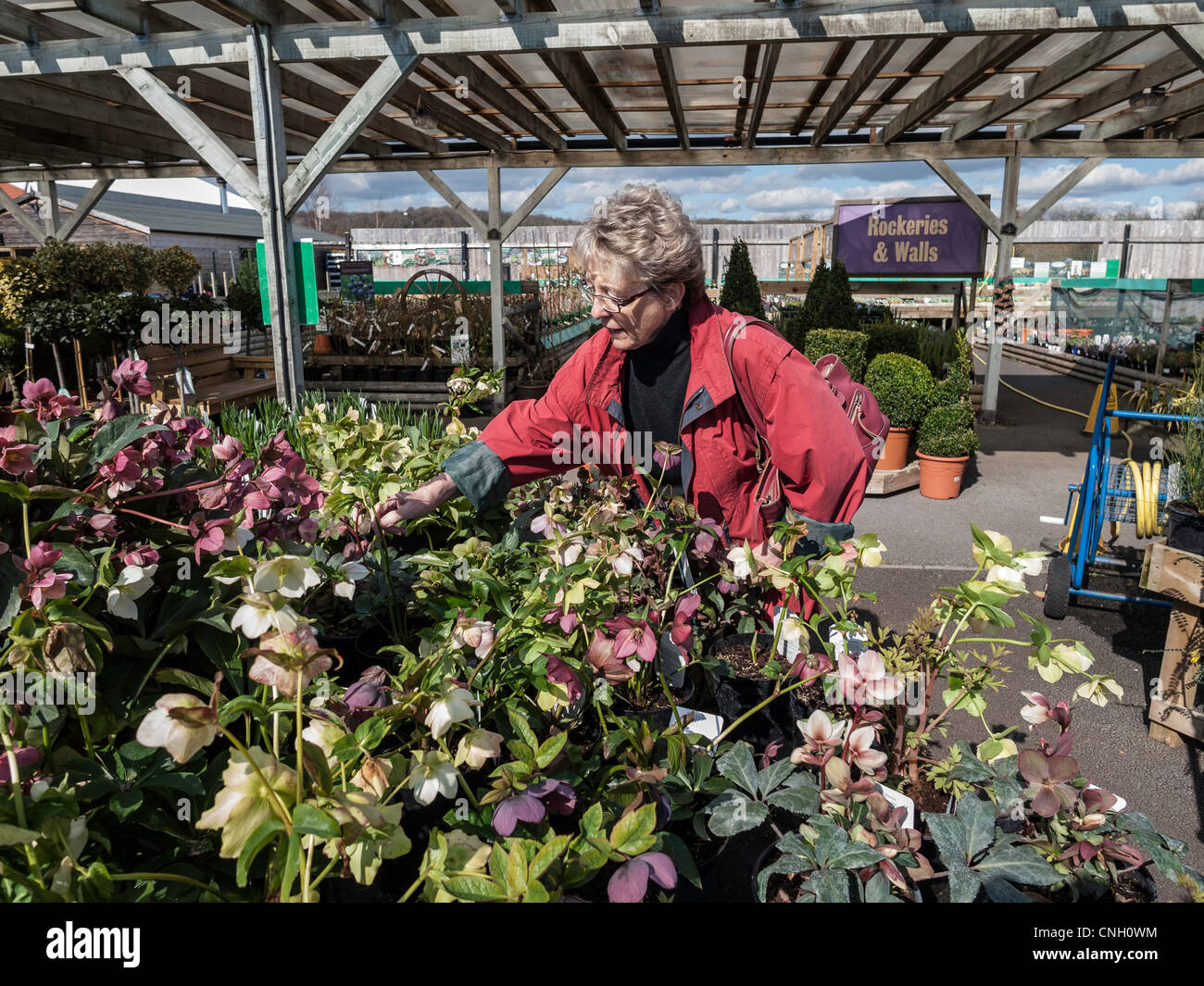 Femme plus âgée dans garden centre/centre examinent les plantes. Banque D'Images