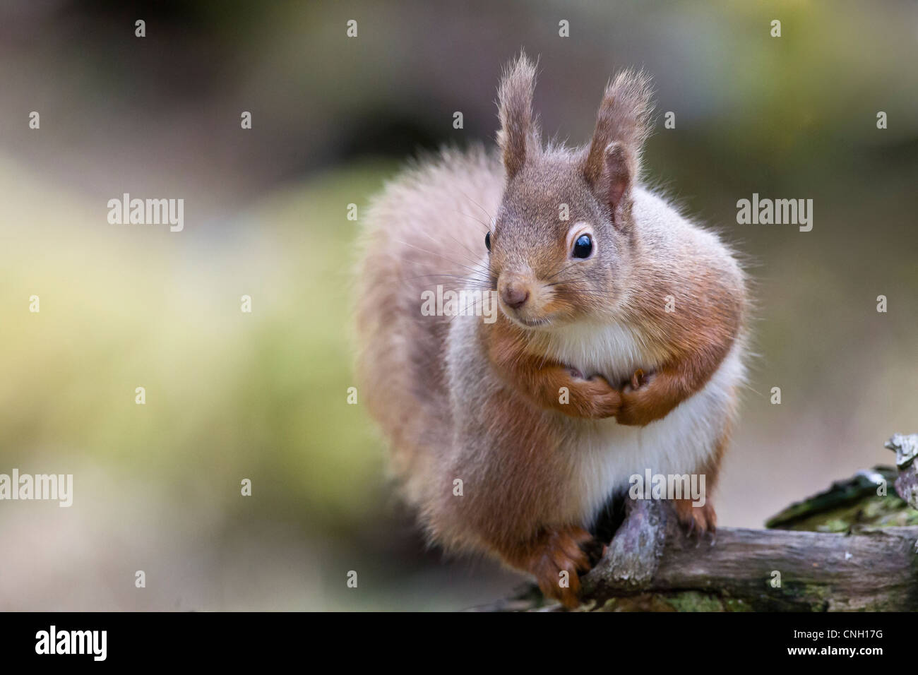 L'écureuil roux posant sur un vieil arbre Banque D'Images