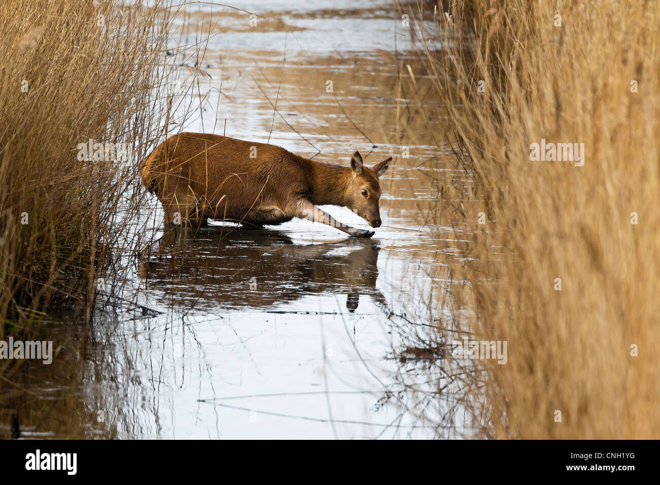 Red Deer briser la glace sur un petit ruisseau en hiver Banque D'Images