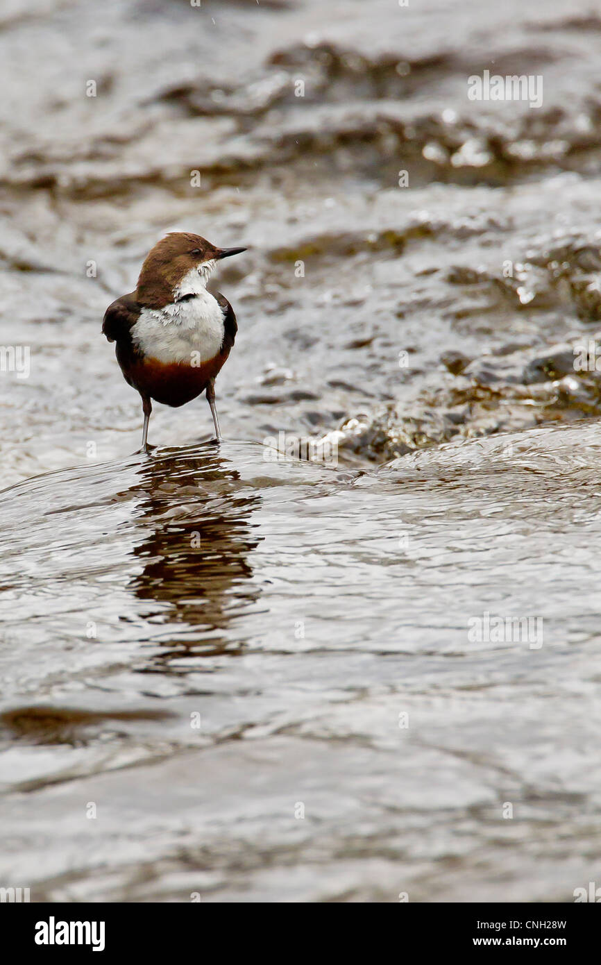 (Cinclus cinclus) Balancier perché sur un rocher sur un courant rapide de la rivière écossais Banque D'Images