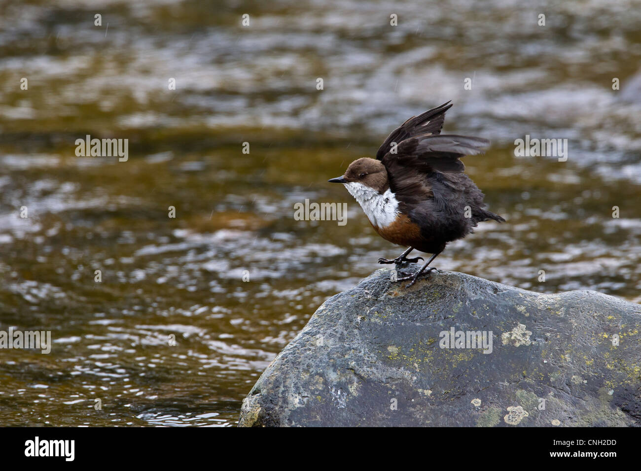 (Cinclus cinclus) Balancier perché sur un rocher sur un courant rapide de la rivière écossais Banque D'Images