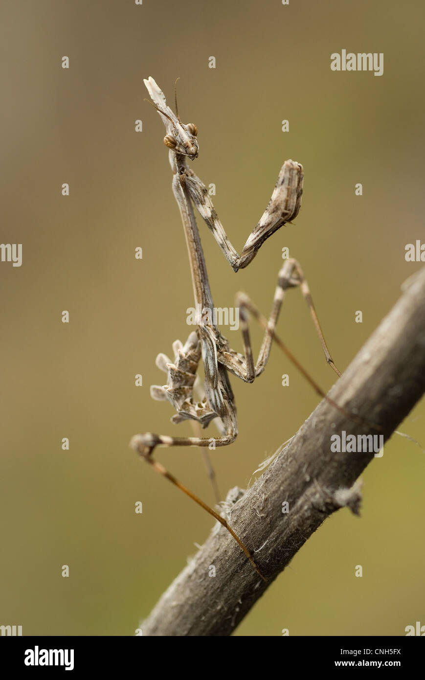 Conehead Empusa pennata (Mantis) Banque D'Images