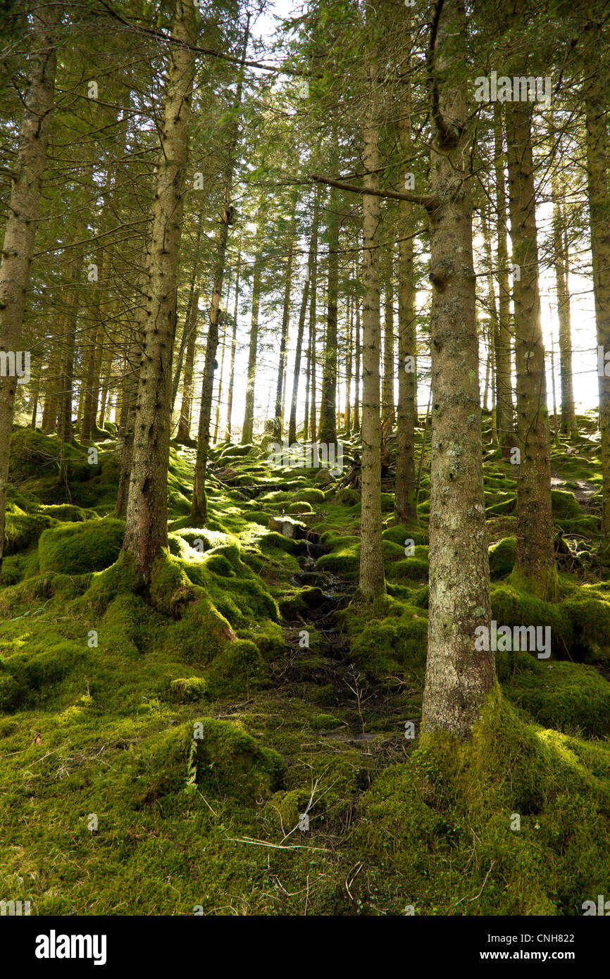 Photo d'une forêt verte avec le soleil culminant à lumière vive carter Banque D'Images