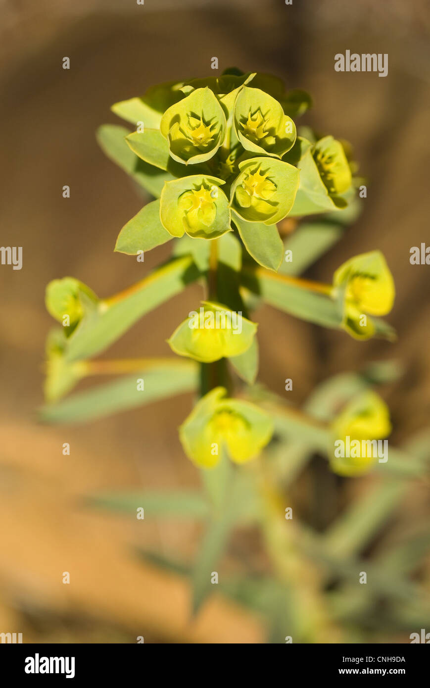 Grainfield ou l'Euphorbe ésule (Euphorbia segetalis maïs) Banque D'Images