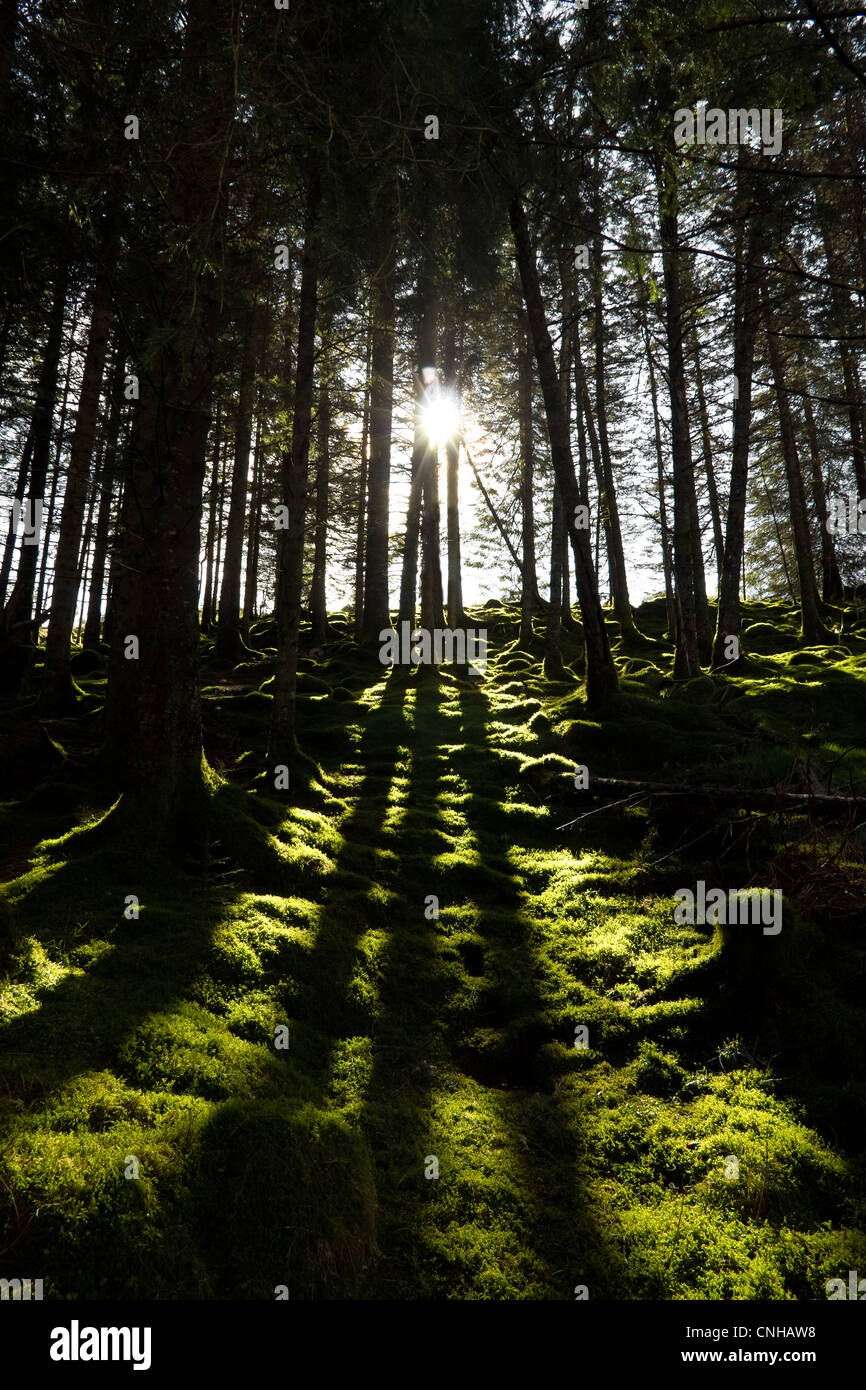 Photo dans une forêt avec le soleil casting shadows sur trois arbres Banque D'Images