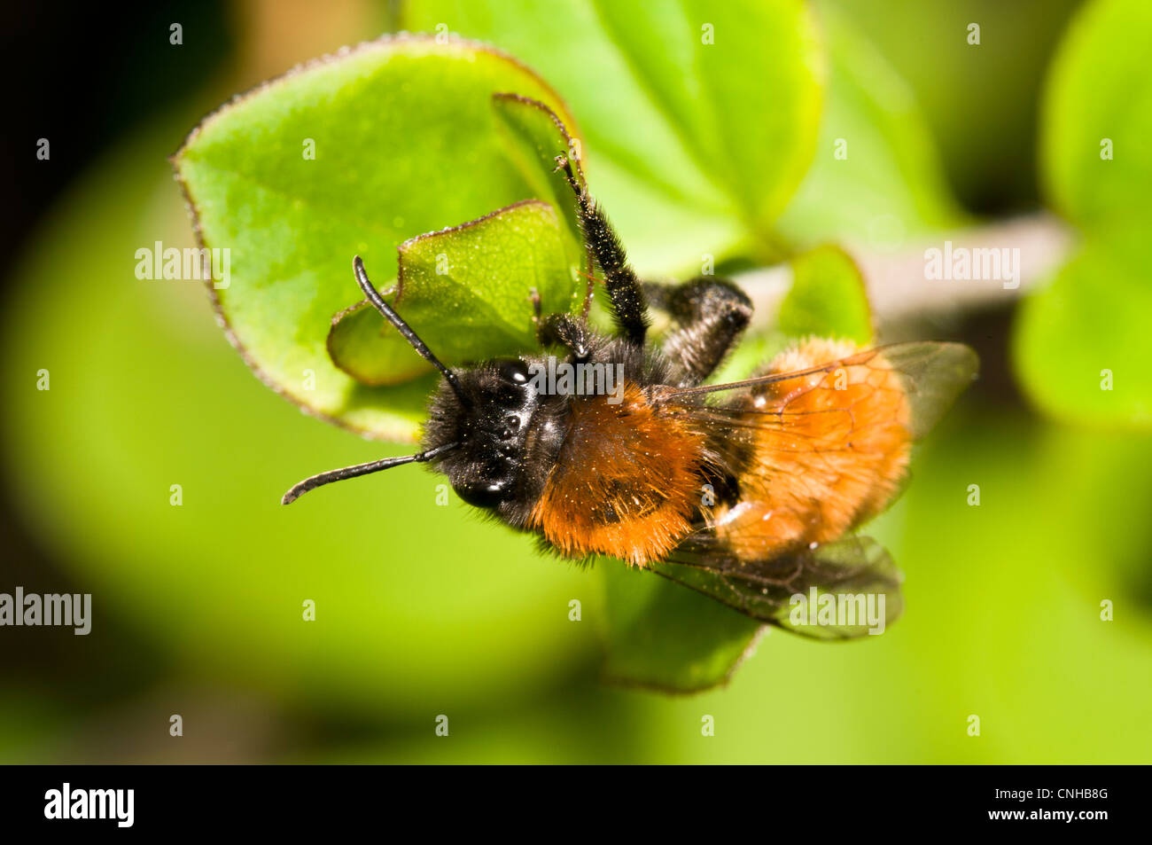 Un tawny mining bee (Andrena fulva) accroché à une feuille dans un jardin en belvédère, Kent. Avril. Banque D'Images