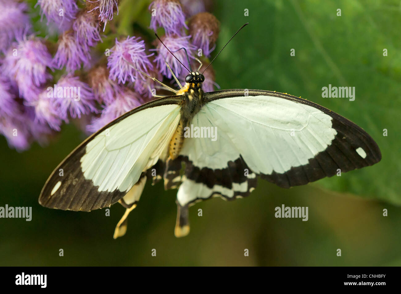 Une alimentation papillon du machaon Banque D'Images