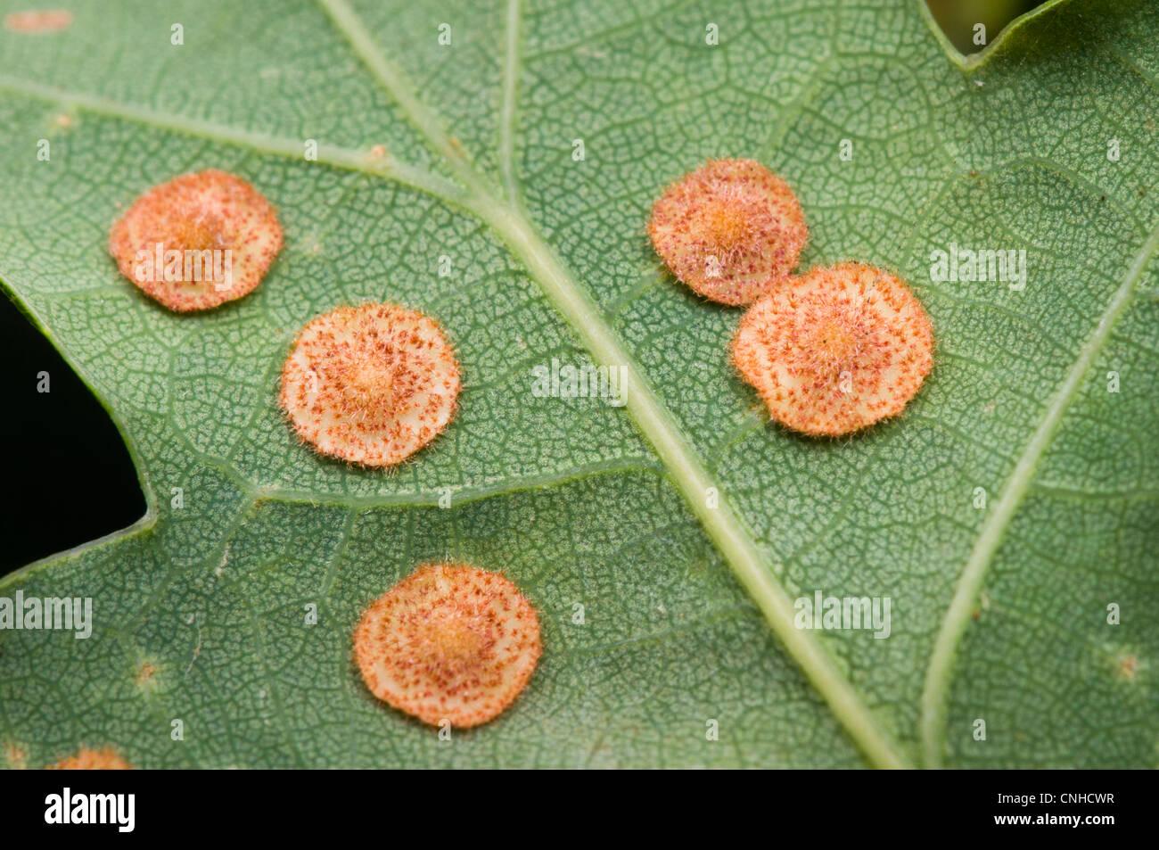 Spangle commun Neuroterus quercusbaccarum (vésicule) sur la face inférieure d'une feuille de chêne à Downe Bank Réserve Naturelle, Kent. En août. Banque D'Images