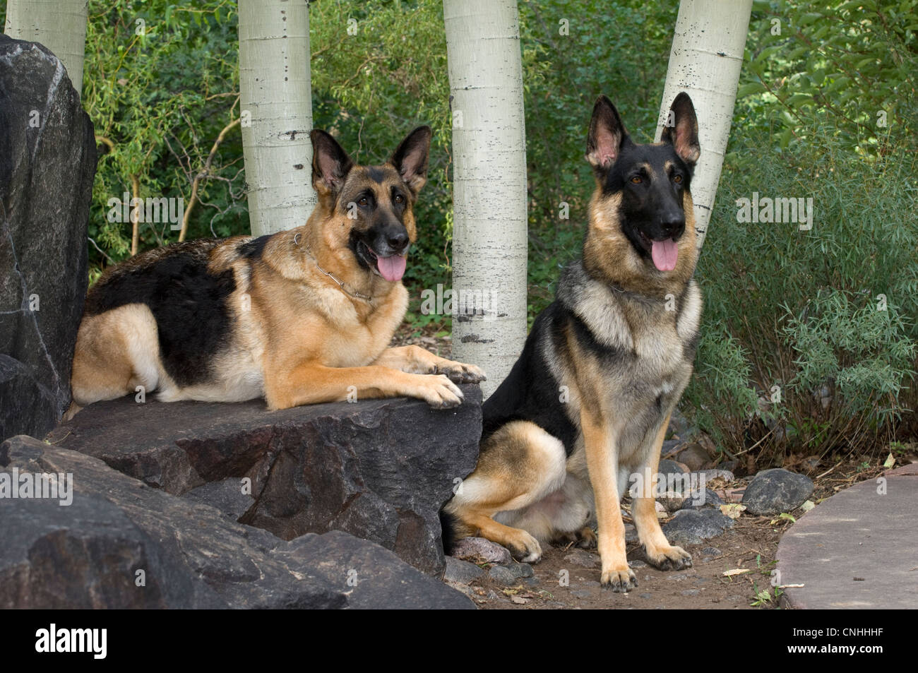 Les chiens de berger allemand en face de trembles Banque D'Images
