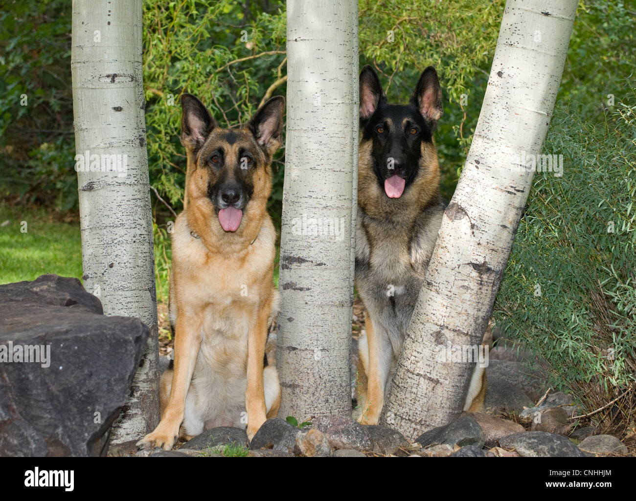 Deux chiens de berger allemand assis de trembles Banque D'Images