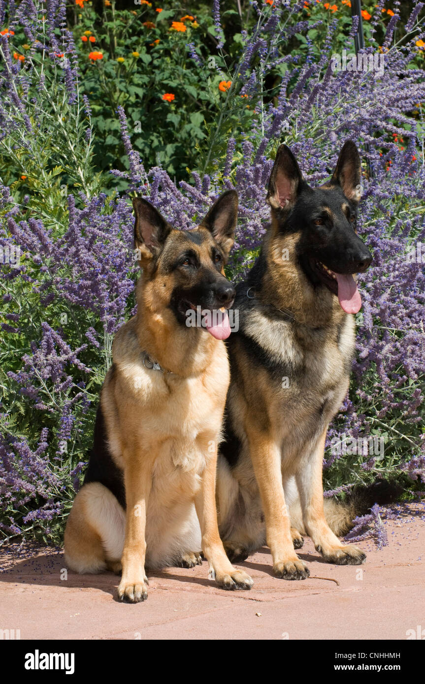 Deux chiens de berger allemand assis en face de fleurs Banque D'Images