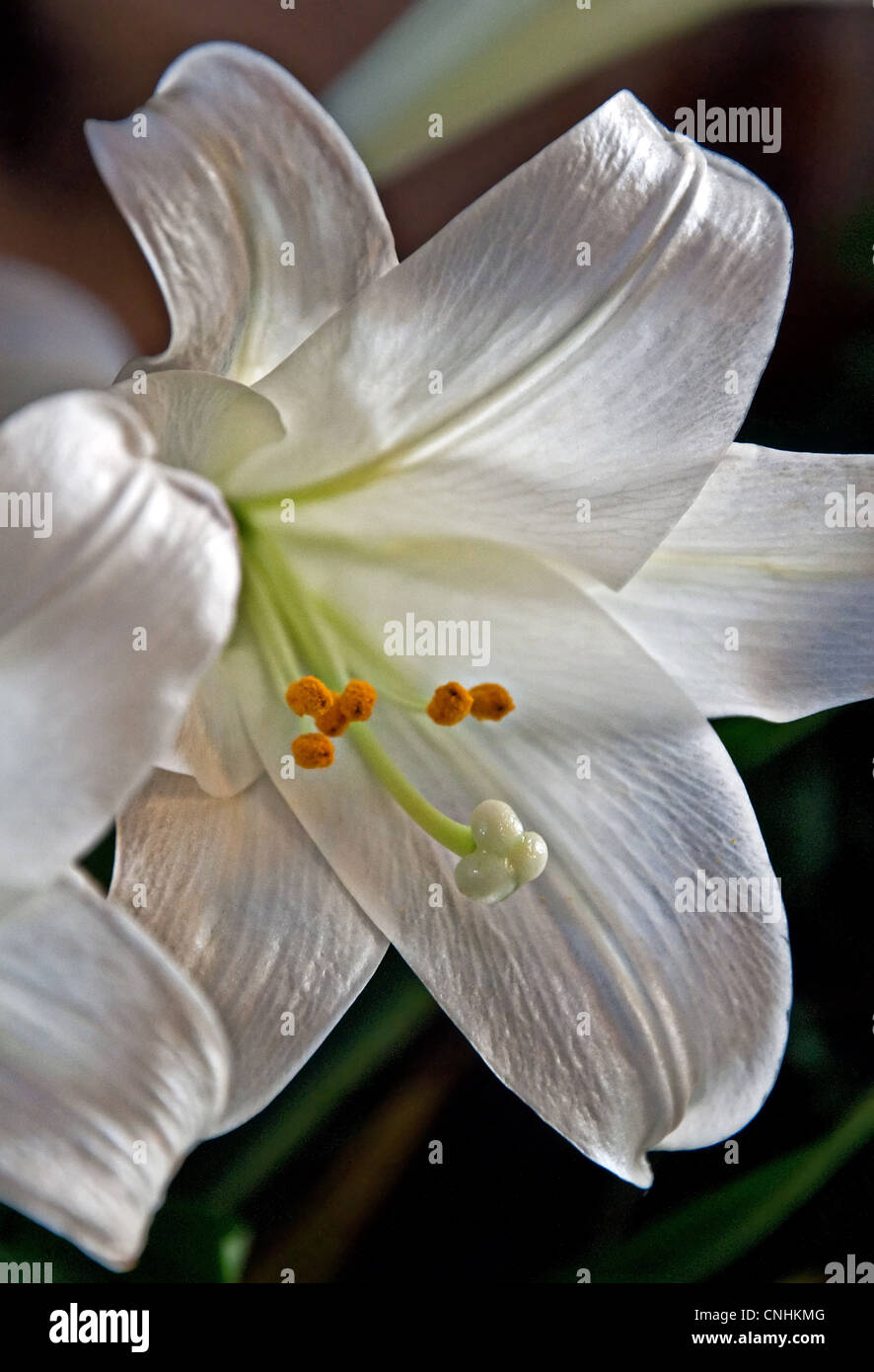 Cette belle fleur de lys de Pâques blanc est un gros plan macro shot avec  l'arrière-plan flou sur une orientation verticale Photo Stock - Alamy
