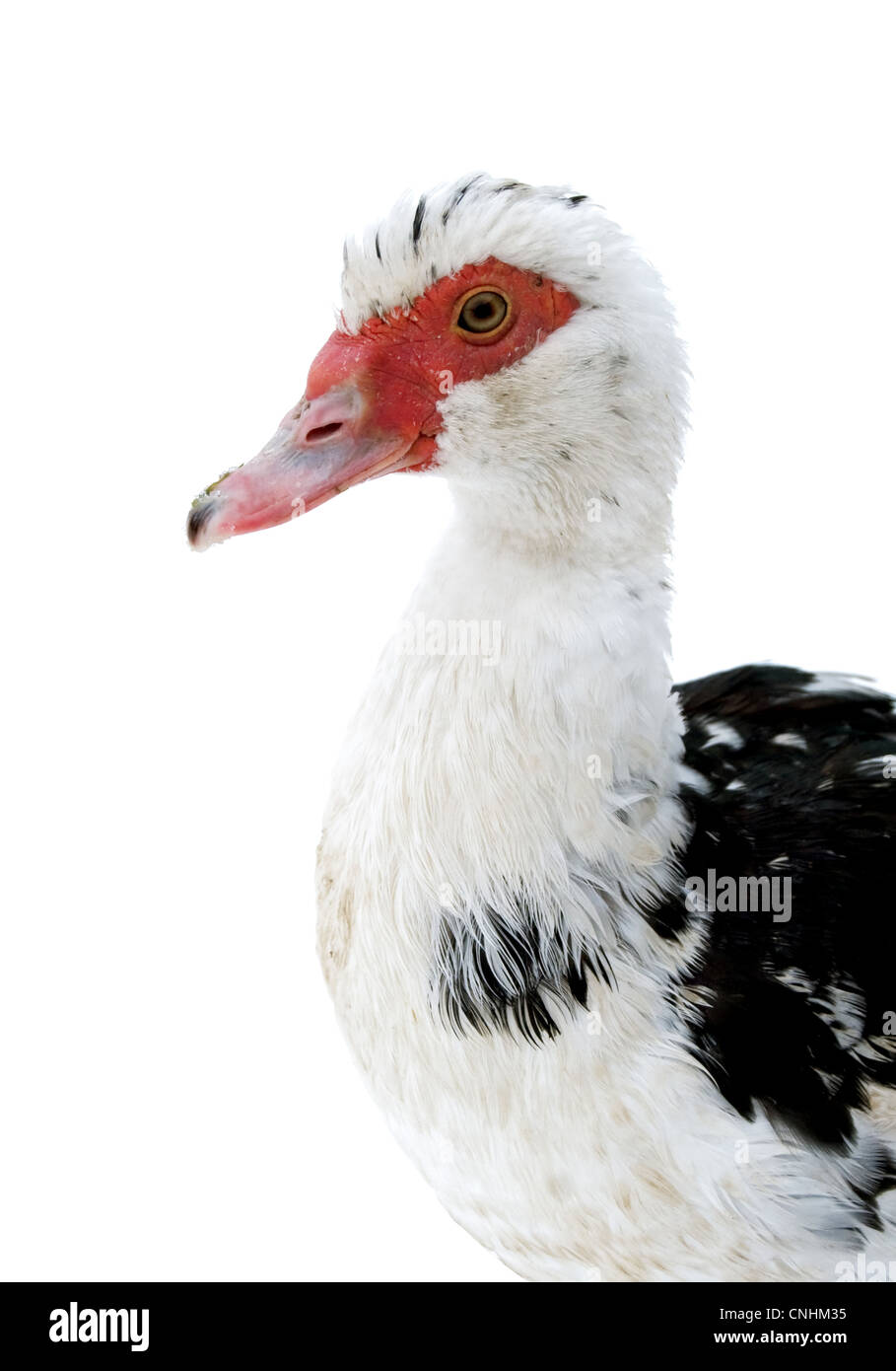Le canard de Barbarie (Cairina moschata) est isolé sur fond blanc Banque D'Images
