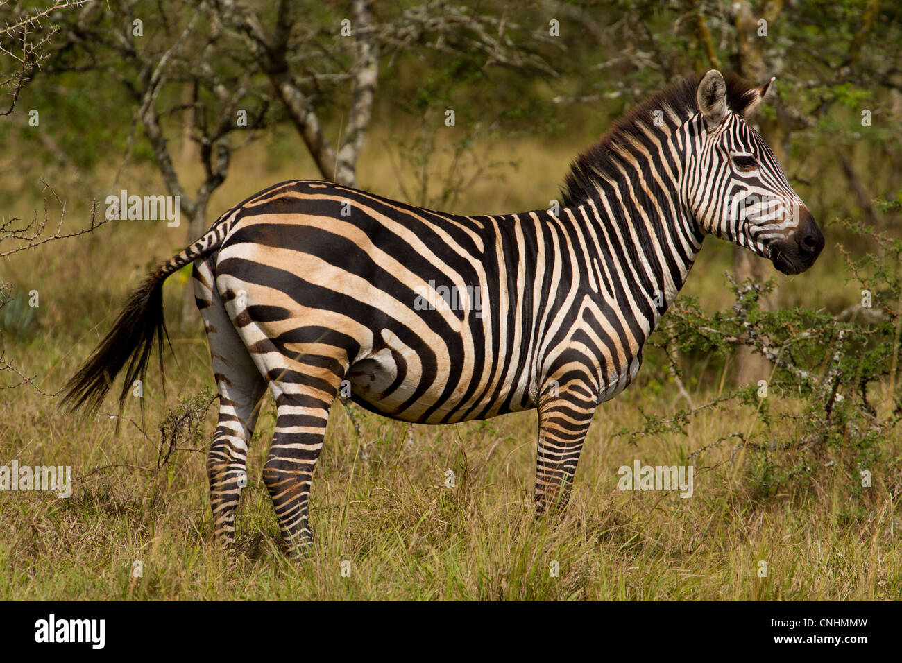 Le zèbre de Burchell (Equus quagga burchelli) dans le parc national du lac Mburo, Ouganda (aka Zebra commun ou zèbre Des Plaines) Banque D'Images