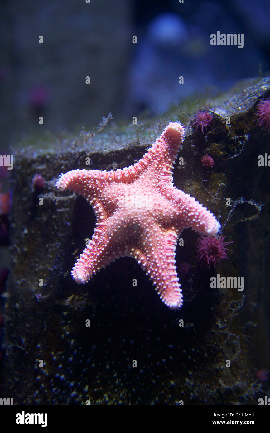 L'étoile de underwater Banque D'Images