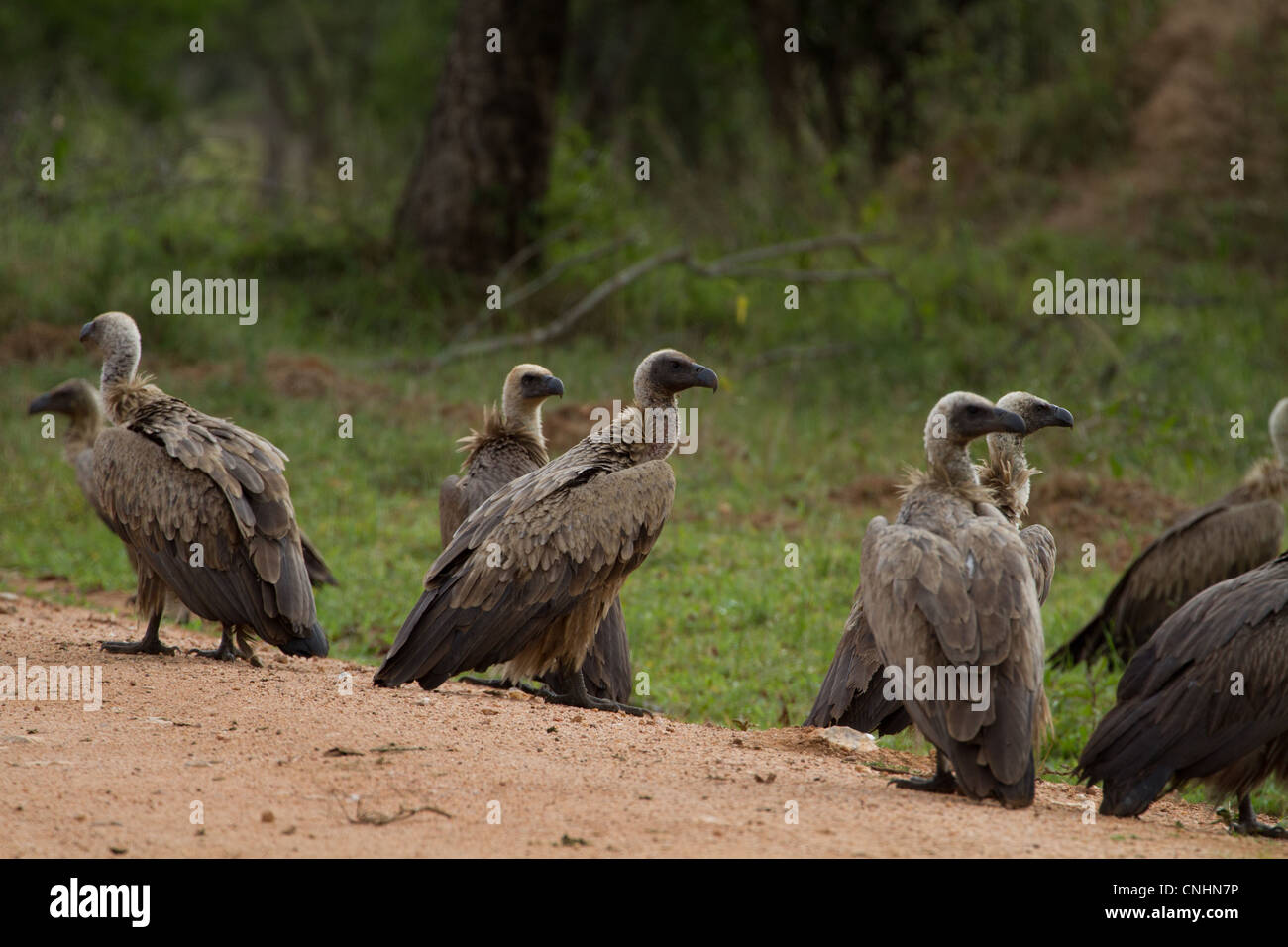 White-Backed (vautours Gyps africanus) sur la route dans le parc national du lac Mburo, Ouganda Banque D'Images
