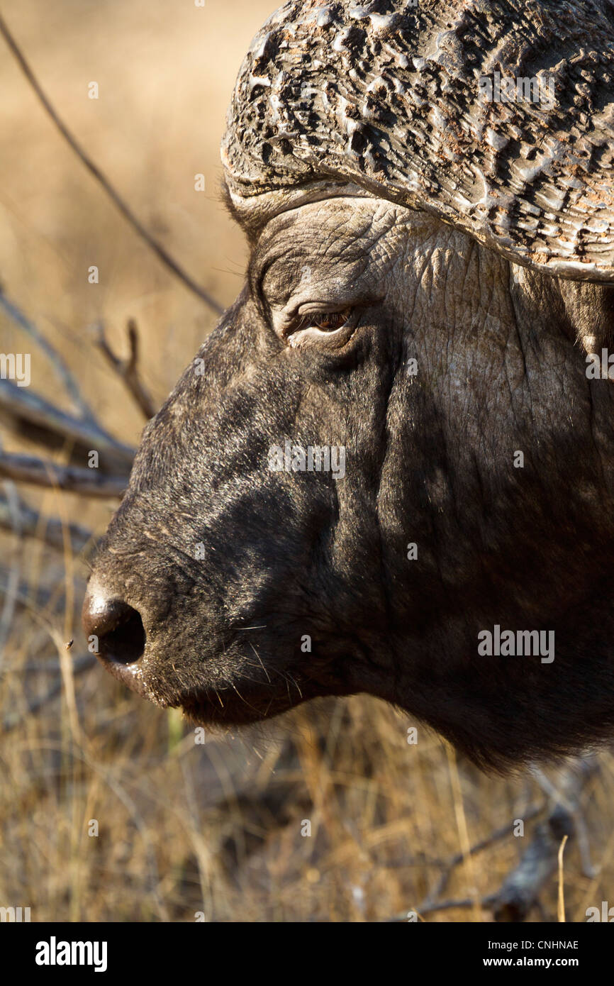 Un buffle Africain, close-up portrait Banque D'Images