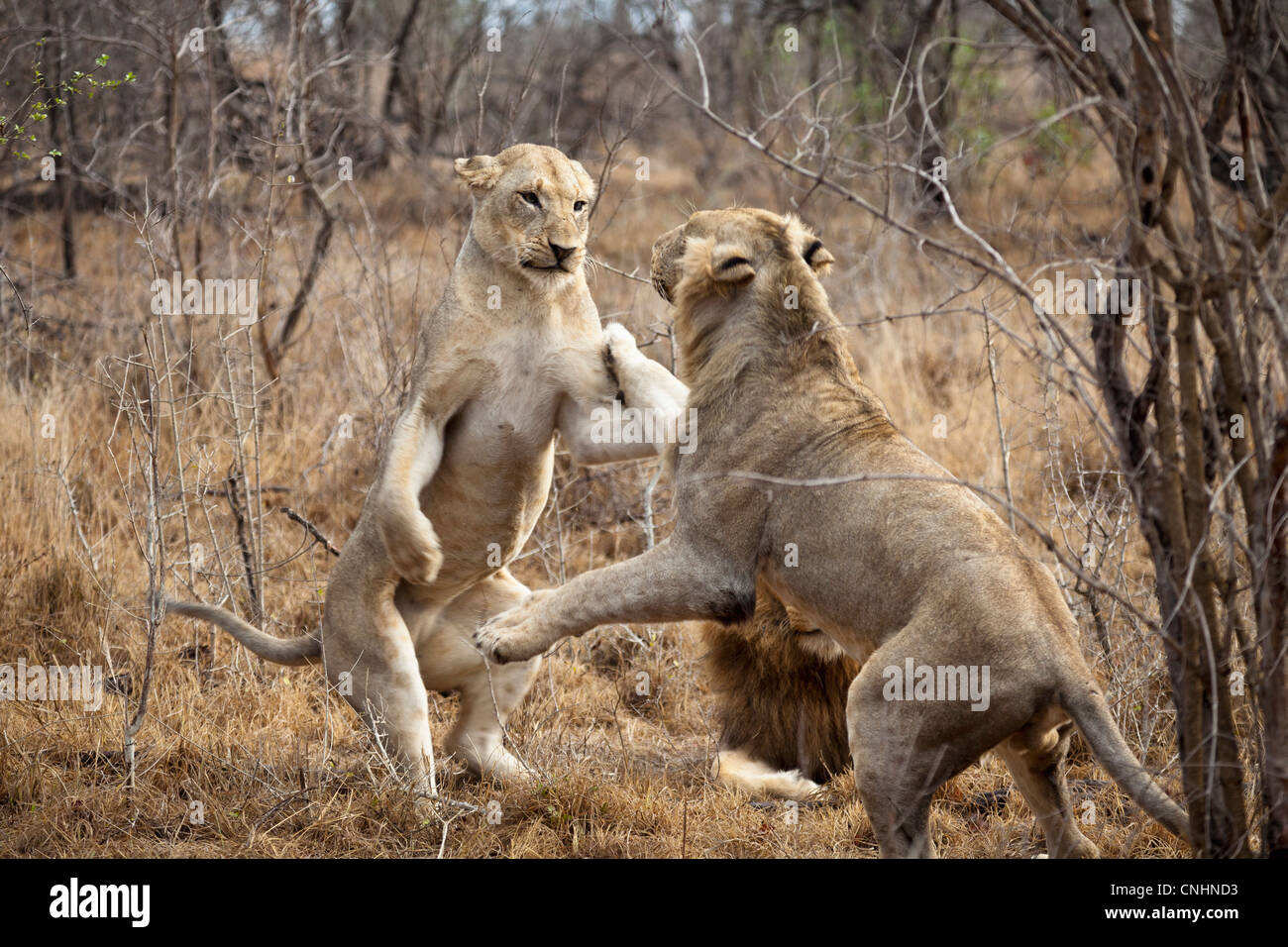Deux femmes s'amusent des lions Banque D'Images