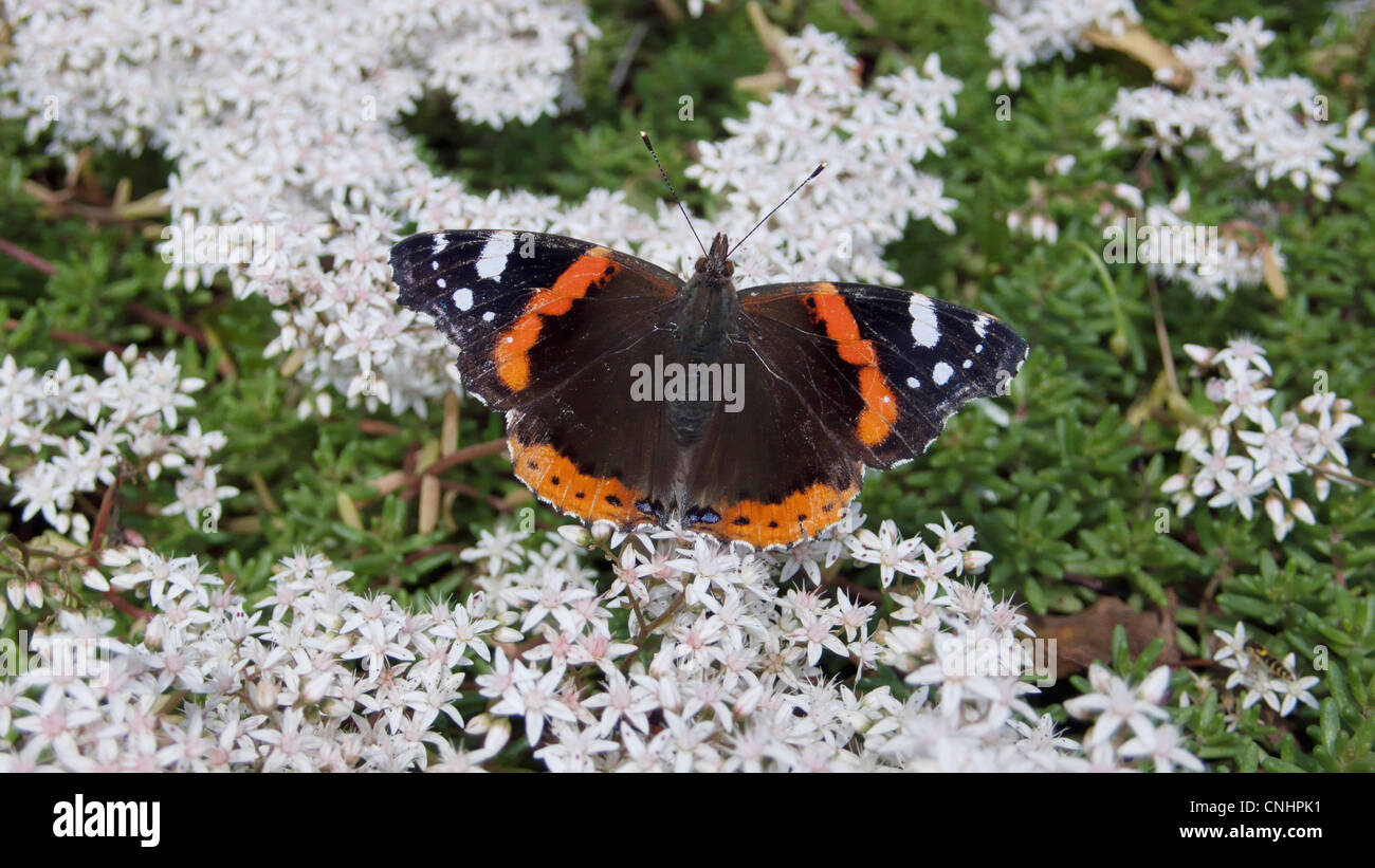 Papillon Vulcain (Vanessa atalanta), est assis sur des fleurs de pommier au printemps Banque D'Images